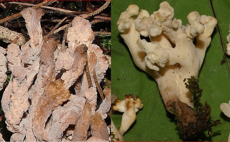 Una Clavulina forse?